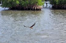 Wildlife Nature Cruise - 2.5 HR Eco Tour Anne Kolb State Park