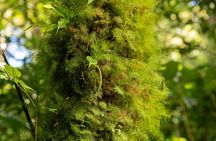 Santa Elena Cloud Forest Reserve Guided Tour