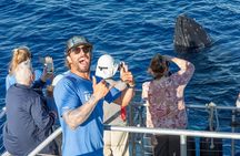 Sound of the Ocean Whale Watch Sail