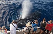 Sound of the Ocean Whale Watch Sail