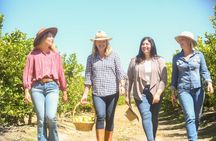 Farm to Picnic: Animals, Seasonal Upick Fruit & Countryside Lunch