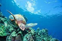 3 Hour Turtle Town Snorkel and Whale Watch Tour in Kihei