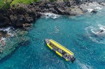 3 Hour Turtle Town Snorkel and Whale Watch Tour in Kihei