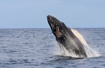 3 Hour Turtle Town Snorkel and Whale Watch Tour in Kihei