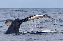 3 Hour Turtle Town Snorkel and Whale Watch Tour in Kihei