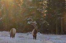 Banff Small-Group Tour in Lake Louise, Moraine and Hidden Gems