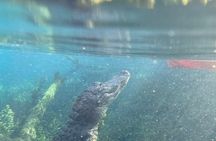 Alexander Springs 4 Hour Guided Kayak/ Swim/ Snorkel Adventure