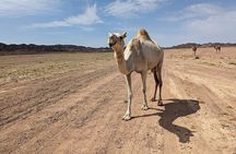 Guided Full-Day Hike in Wadi Gemal National Park & Ancient Ruins