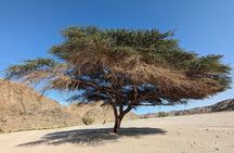 Guided Full-Day Hike in Wadi Gemal National Park & Ancient Ruins
