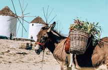 Design Your Perfect Island Day – Private Mykonos Tour