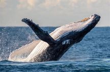 Waikiki Whale Watching 