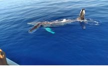 Waikiki Whale Watching 