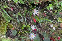 Classic Inca Trail 4 Days to Machu Picchu with Panoramic Train 