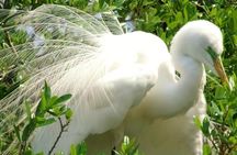 Blue Springs 4 Hour manatee Kayak Tour