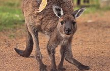 Kangaroo Island 2-Day Wildlife Adventure Small Group tour 