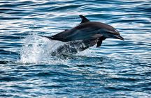 Tortuga Island Sunset and Bioluminescence Tour from Santa Teresa