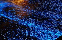 Tortuga Island Sunset and Bioluminescence Tour from Santa Teresa