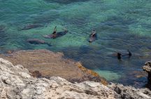 Rottnest Island Seals Sunset and West End Bus Tour