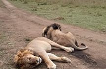 1 Day Tsavo East and West Extreme Wildlife Safari Adventure