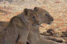 1 Day Tsavo East and West Extreme Wildlife Safari Adventure