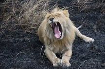 One night safari to Tsavo east from Diani, Watamu and Mombasa
