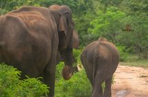 Yala National Park Safari Tours 
