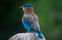 Yala National Park Safari Tours 