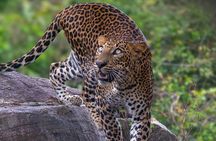 Yala Block 5 & 6 ( Lunugamwehera & Weheragala ) Safari Tours