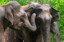 Yala Block 5 & 6 ( Lunugamwehera & Weheragala ) Safari Tours