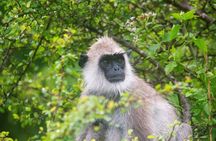 Yala Block 5 & 6 ( Lunugamwehera & Weheragala ) Safari Tours