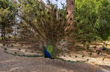 Filerimos Hill & Butterflies Valley Adventure!