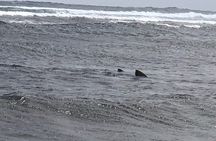 Visit the Shark Bay on the island of Sal