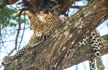 Private Safari to Serengeti Ngorongoro and Tarangire