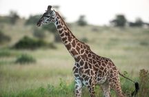 Private Safari to Serengeti Ngorongoro and Tarangire