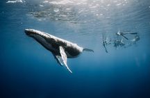 Guided Small Group Whale Watching and Swim Tour Tahiti