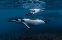 Guided Small Group Whale Watching and Swim Tour Tahiti