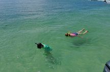 2 Hour Dolphin and Sightseeing Tour