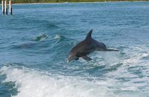 2 Hour Dolphin and Sightseeing Tour
