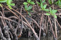 Heart of Rookery Bay Kayak Tour