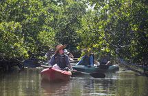 Heart of Rookery Bay Kayak Tour