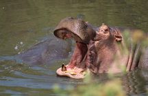 4-Day Big Five Safari: Serengeti, Ngorongoro & Tarangire