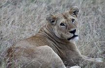 4-Day Big Five Safari: Serengeti, Ngorongoro & Tarangire