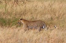 4-Day Big Five Safari: Serengeti, Ngorongoro & Tarangire