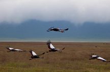 4-Day Big Five Safari: Serengeti, Ngorongoro & Tarangire