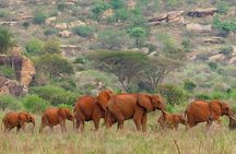 2 Day Tsavo East Safari from Diani Beach