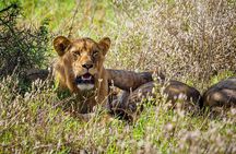 2 Day Tsavo East Safari from Diani Beach