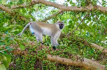 2 Day Tsavo East Safari from Diani Beach