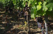 Saint-Émilion Wine Tour: Winery and Village