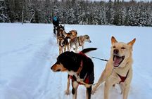 Dogsled Diable Adventure in Mont-Tremblant