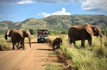 Private Full Day Big 5 Safari in Kruger NP from Hoedspruit